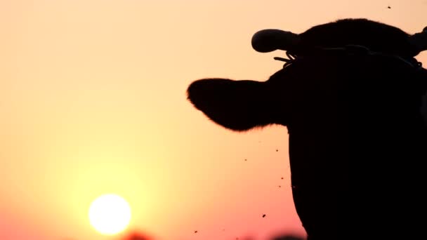 Sacred cow of India at sunset. Silhouette of a cows head. — Stock Video