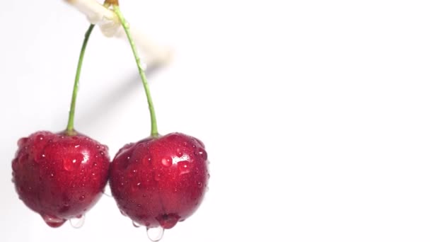 Zwei Kirschen auf weißem Hintergrund. Rote Beeren. — Stockvideo