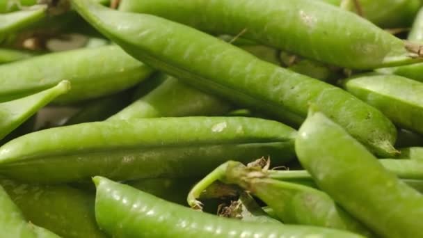 Gros plan des gousses de pois verts fraîchement cueillies. — Video