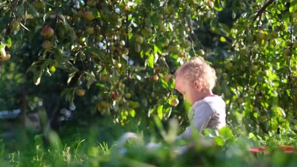 Blond flicka leker med äpplen i trädgården. — Stockvideo