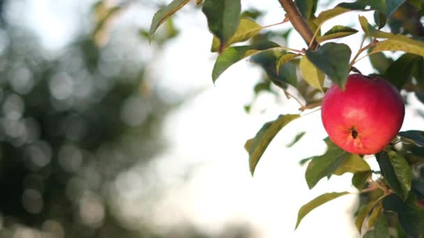 庭のリンゴの木の枝に赤いリンゴを熟すことは収穫の準備ができています 自然条件下でのリンゴのイメージ — ストック動画