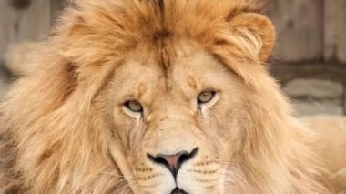 Aslan başı kameraya bakıyor.