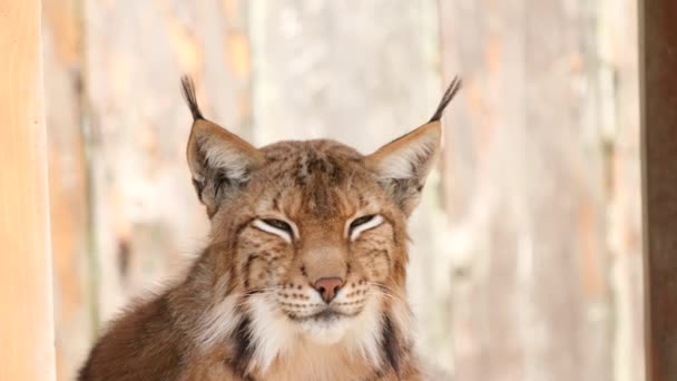 Carino giovane lince si trova nello zoo. — Video Stock