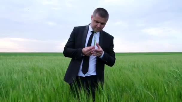 Un joven agrónomo comprueba la cosecha de trigo — Vídeos de Stock