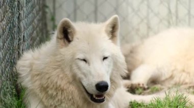 Beyaz uykucu köpek kuş kafesinde yatıyor.