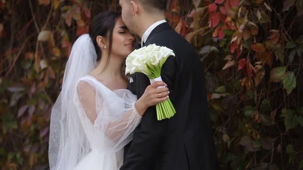 A menyasszony és a vőlegény sétálnak és csókolóznak a borostyánfal mellett.. — Stock videók