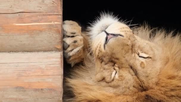 Aslan başını sallar ve uyanır, gözlerini açar. — Stok video