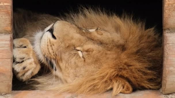Το λιοντάρι κοιμάται σε κλουβί. — Αρχείο Βίντεο