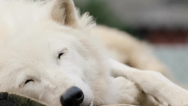 Lobo branco dorme deitado de perto — Vídeo de Stock