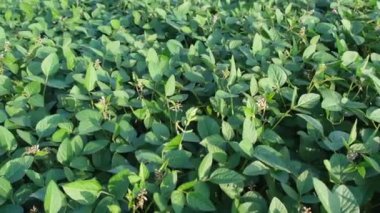 Bir yaz günü soya tarlası manzarası..