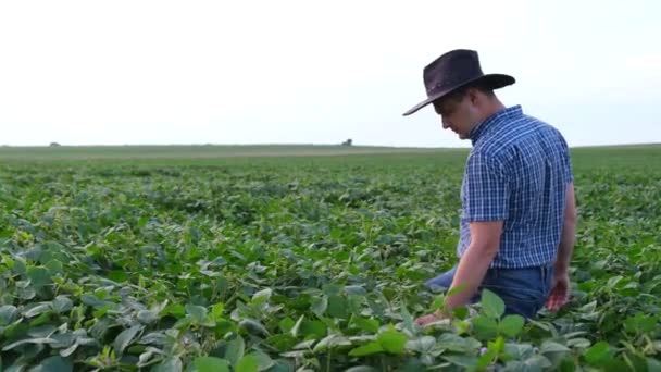 Giovane agricoltore sui campi di soia. — Video Stock