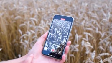 Bir köy işçisi akıllı telefonuyla buğday kulaklarını haşereler için kontrol ediyor..