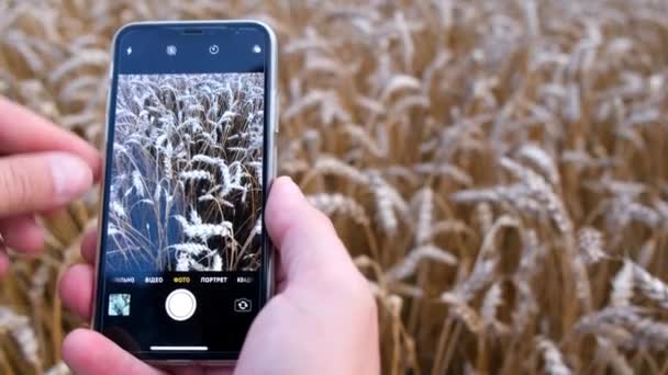 Agronom używa smartfona do sprawdzania zbiorów pszenicy. Wykrywanie szkodników na uszach pszenicy. — Wideo stockowe