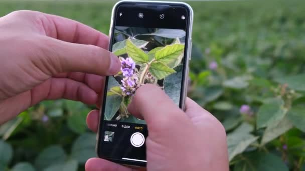 Tecnologia de close-up de cultivo de soja inteligente testada com um smartphone. — Vídeo de Stock