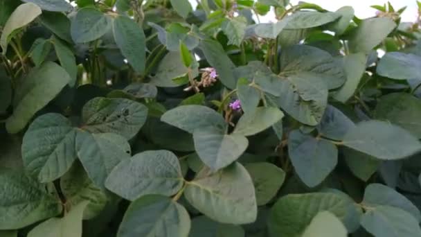 Plantación de soja de cerca, florece púrpura. Agricultura — Vídeo de stock