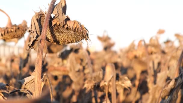 Посухи та сільськогосподарські культури. Зрізати насіння соняшнику . — стокове відео