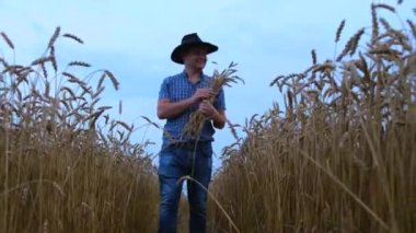 Hasat konsepti. Bir çiftçi tarlada bir sürü buğday saklar..