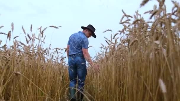 小麦の耳に触れる畑を歩く帽子の農民. — ストック動画
