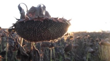 Olgun ayçiçeği tarlası, hasat için hazır..