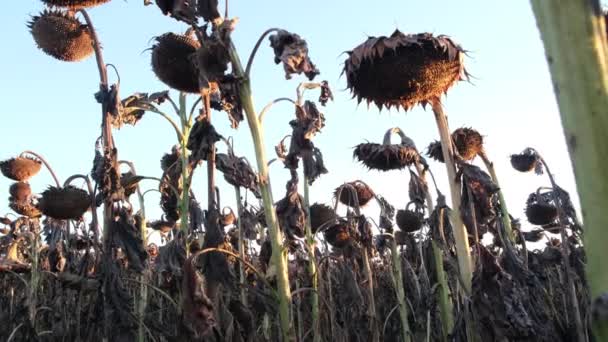 Girasoles secos de cerca. girasol antes de la cosecha. Campo de girasoles maduros — Vídeos de Stock