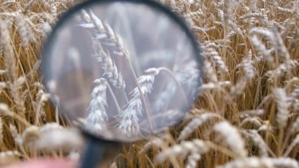 Tarım uzmanı buğday başaklarını büyüteçle kontrol eder. Buğday kulakları yakın çekim. — Stok video