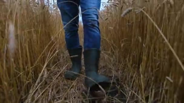 Pakar agronomi memeriksa telinga gandum, dia berjalan di ladangnya. Pertanian di Amerika Serikat — Stok Video