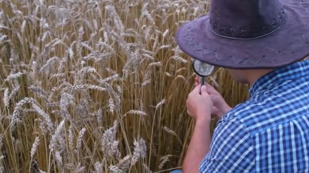 Joven agricultor sosteniendo una espiga de trigo en su mano sobre el fondo de un campo de trigo. — Vídeos de Stock