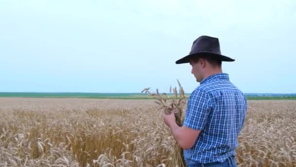 Un granjero rural cruza un campo de trigo sosteniendo espigas de maíz. El concepto de trigo orgánico — Vídeos de Stock