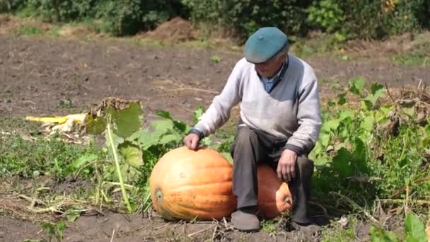 Człowiek dojrzały i dwa duże dynie w polu. — Wideo stockowe