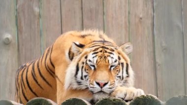 Ahşap bir arka planda, çizgili bir kaplanın yakınına.. 