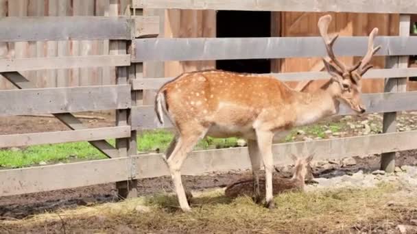 Un giovane cervo si alza allo zoo e guarda la telecamera — Video Stock