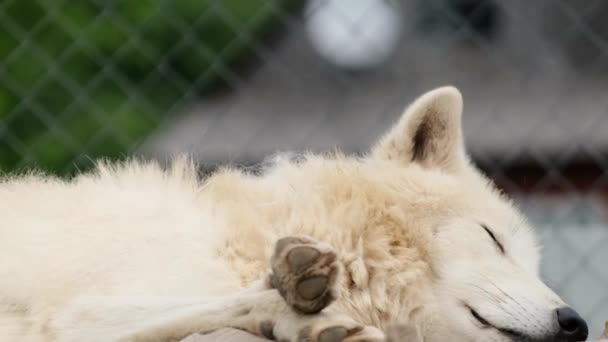 Белый волк спит в зоопарке. Белый волк лежит на земле. Дикие животные в неволе — стоковое видео