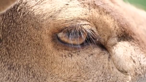 Oko dzikiego mrugającego jelenia. Duże oko w środku ramy. — Wideo stockowe
