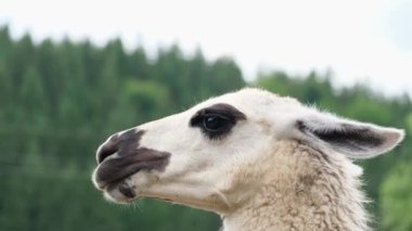 Beyaz alpaka başı yeşil ağaçların arka planına yakın. Vahşi hayvanlar.