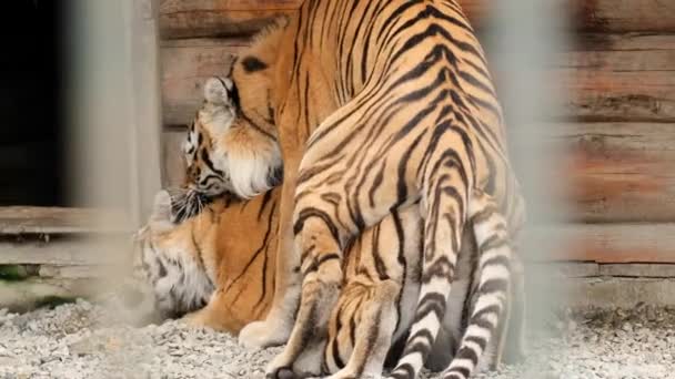 Dos tigres a rayas están jugando en el zoológico. Amor de dos tigres — Vídeos de Stock