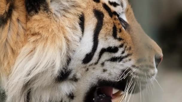 Primo piano di una tigre Tigre faccia da vicino. — Video Stock