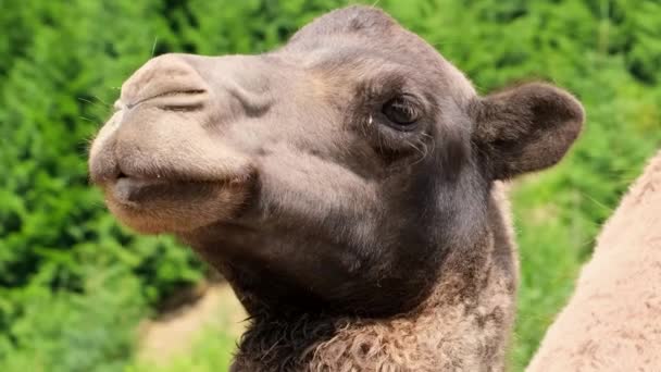 Kamelenkop close-up op een achtergrond van groene bomen. — Stockvideo