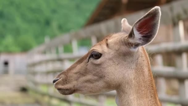 Kleine hertenkop van dichtbij op een achtergrond van groene bomen. Wilde dieren — Stockvideo