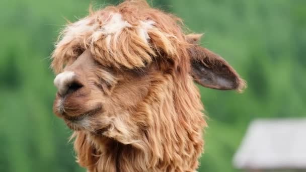 Brown alpaca head close up on a background of green trees. Wild animals — Stock Video