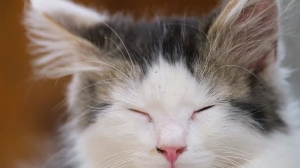Черно-белый котенок крупным планом, он хочет спать. — стоковое видео