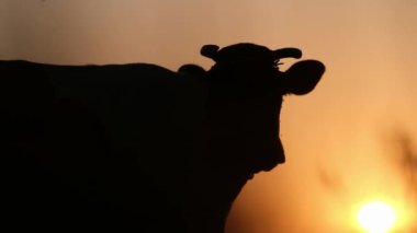 Çayırda gün batımı, Amerika 'nın kırsal kesimlerinde gün batımında bir ineğin silueti.. 