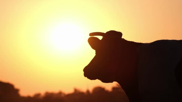 农场上的奶牛，慢动作，动物的轮廓。农业和畜牧业 — 图库视频影像
