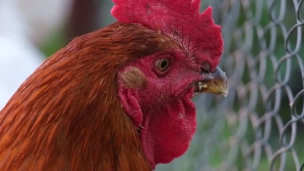 自宅の農場で鶏の肖像画を閉じます。家畜、有機農業 — ストック動画
