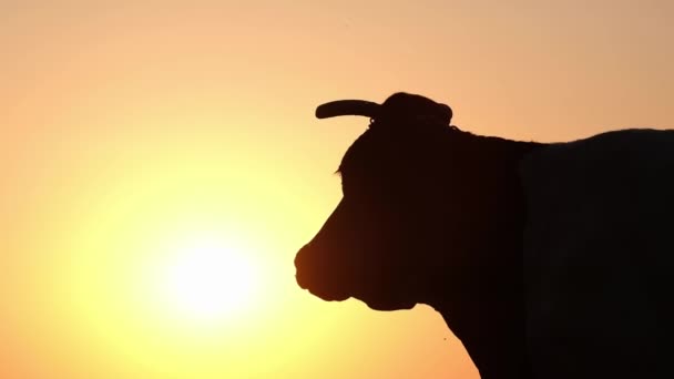 Silhouette of a cow at a bright yellow sunset. Livestock on the farm. — Stock Video
