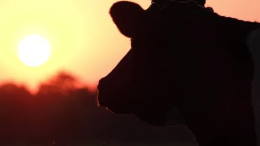 Amerika, Teksas 'ta sığır yetiştiriciliği, çayırda gün batımı, bir ineğin silueti. 