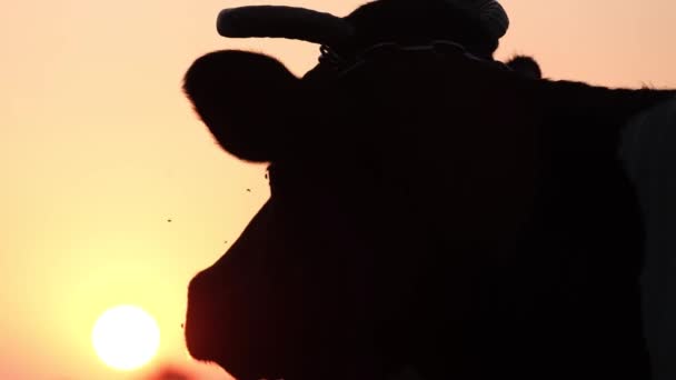 Un primer plano de una cabeza de vaca, en el fondo una puesta de sol erysipelatous. El concepto de agronegocio — Vídeo de stock