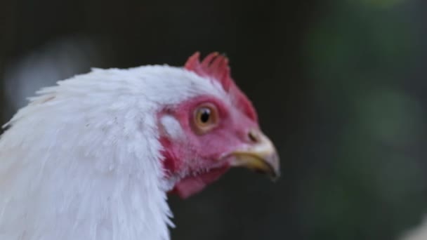 Primer plano de un pollo blanco en una granja avícola. Cabeza de pollo. — Vídeos de Stock