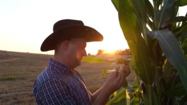Mısır tarlası, mısır tarlası. Çiftçi mısır mahsulünü inceliyor. Tarım işi. Mısır Çiftliği