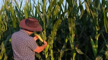 Tarım. Mısır tarlasında çalışan genç bir çiftçi mısır hasadını denetliyor. Agronomist