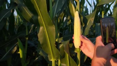 Tarım. Mısır tarlasında çalışan genç bir çiftçi mısır hasadını denetliyor. Agronomist